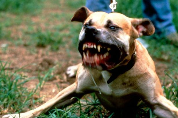 A 6 month old child attacked and killed by a family dog