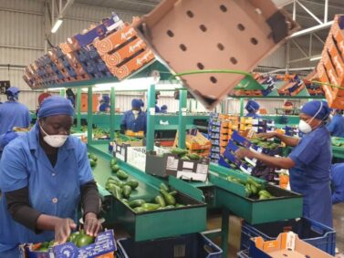 Westfalia Fruit : Internships Vacancies Applications for 2023